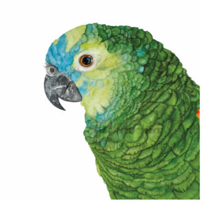 Kunstdruck Blaustirnamazone Coco