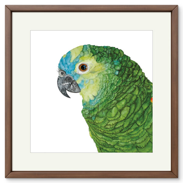 Kunstdruck Blaustirnamazone Coco – Bild 2