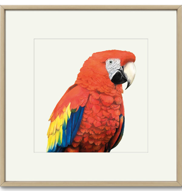 Kunstdruck hellroter Ara – Bild 2