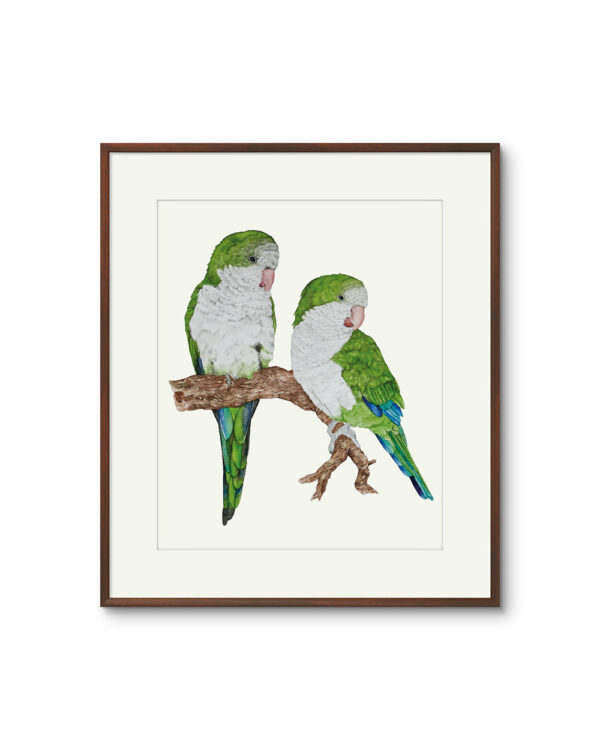Kunstdruck Mönchsittiche – Bild 2
