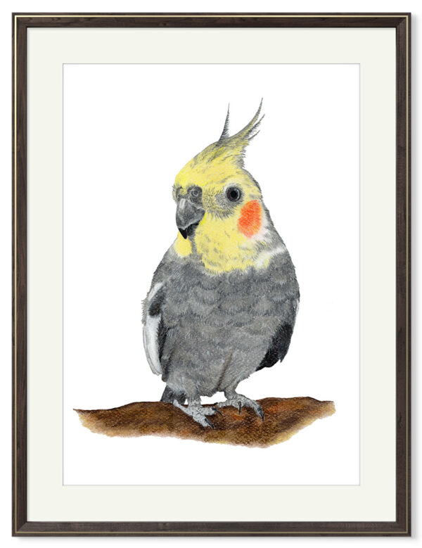 Kunstdruck Nymphensittich Fips – Bild 2